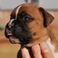 Tanyati G Litter