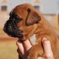 Tanyati G Litter