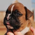 Tanyati G Litter