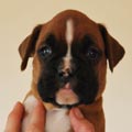 Tanyati G Litter