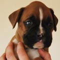 Tanyati G Litter