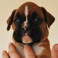 Tanyati G Litter