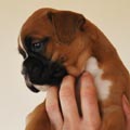 Tanyati G Litter