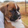 Tanyati G Litter