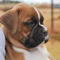 Tanyati G Litter