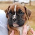 Tanyati G Litter