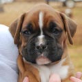 Tanyati G Litter