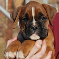 Tanyati G Litter