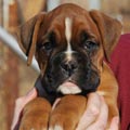Tanyati G Litter