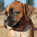 Tanyati G Litter