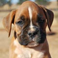 Tanyati G Litter