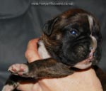 Tanyati G Litter