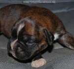 Tanyati G Litter