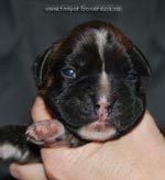 Tanyati G Litter