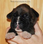 Tanyati G Litter