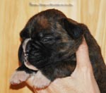Tanyati G Litter