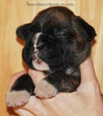 Tanyati G Litter
