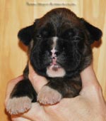 Tanyati G Litter