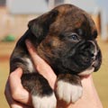 Tanyati G Litter