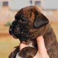 Tanyati G Litter