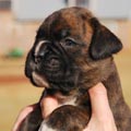 Tanyati G Litter