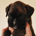 Tanyati G Litter