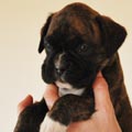 Tanyati G Litter