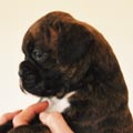 Tanyati G Litter