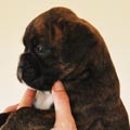 Tanyati G Litter