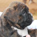 Tanyati G Litter