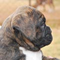 Tanyati G Litter