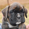 Tanyati G Litter