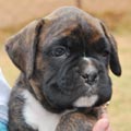Tanyati G Litter