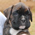 Tanyati G Litter