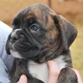 Tanyati G Litter