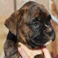 Tanyati G Litter