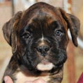 Tanyati G Litter