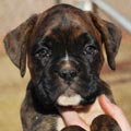 Tanyati G Litter