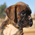 Tanyati G Litter