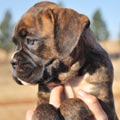 Tanyati G Litter