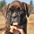 Tanyati G Litter