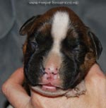 Tanyati G Litter