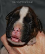 Tanyati G Litter