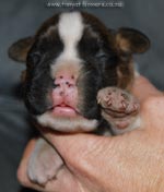 Tanyati G Litter