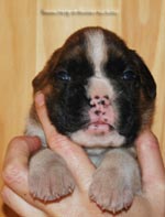 Tanyati G Litter