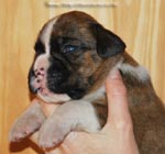 Tanyati G Litter