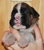 Tanyati G Litter