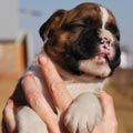Tanyati G Litter