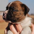 Tanyati G Litter