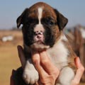 Tanyati G Litter